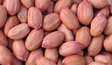 Groundnut Market Prices