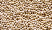 Soyabean Market Prices
